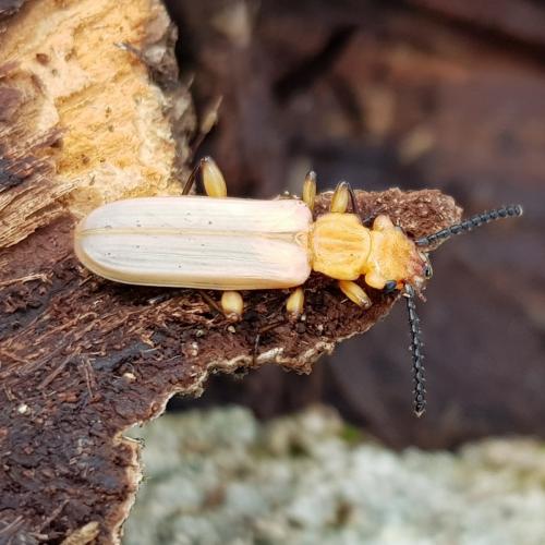 Réf. 239 574 : Cucujus cinnaberinus