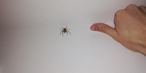 Zoropsis spinimana