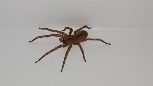 Zoropsis spinimana