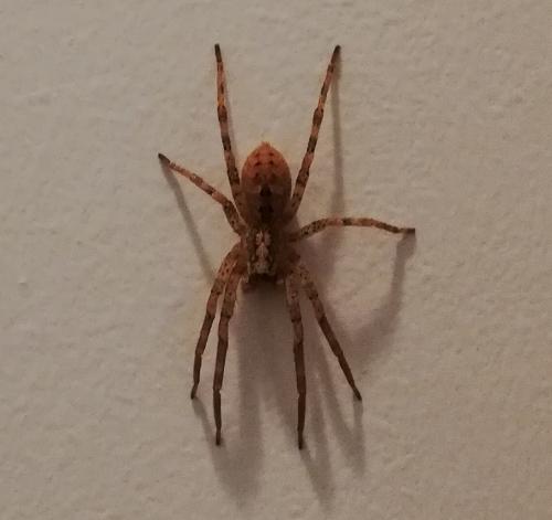 Zoropsis spinimana