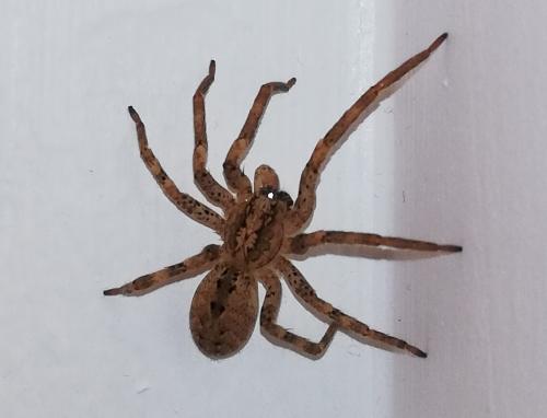 Zoropsis spinimana