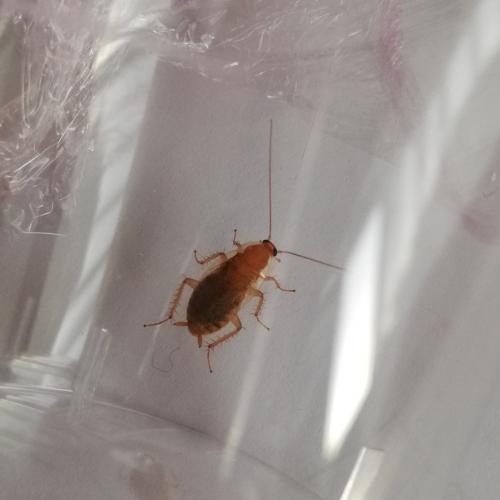 Planuncus vinzi