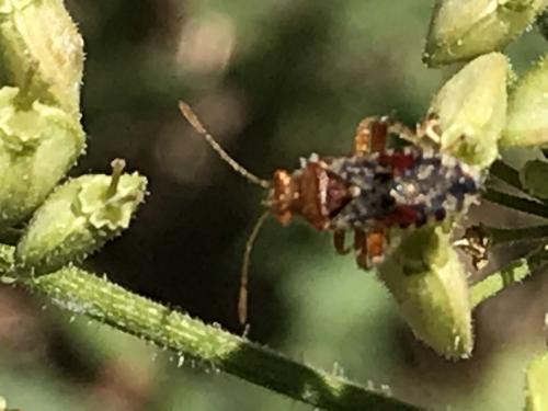 Rhopalus subrufus
