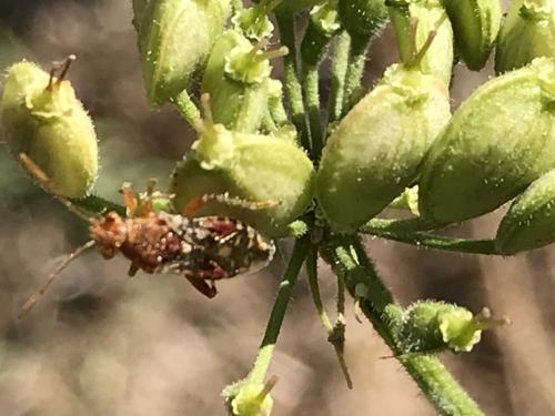 Rhopalus subrufus