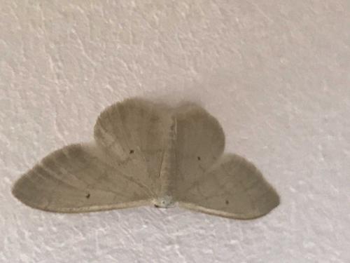 Idaea straminata