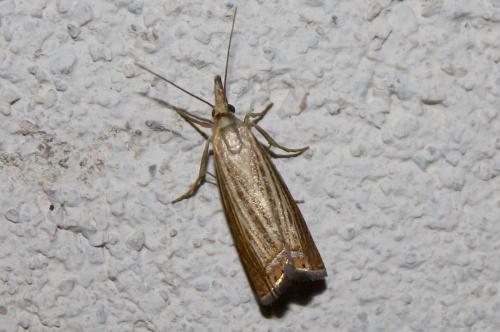 Réf. 239 514 : Chrysoteuchia culmella