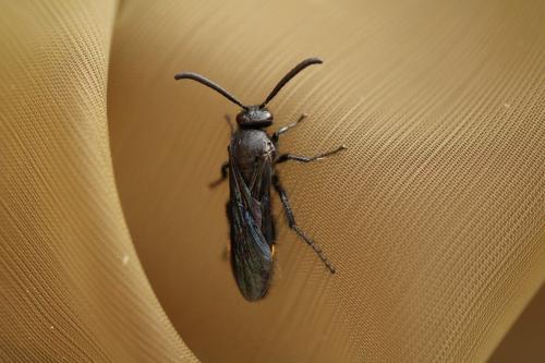 Scolia sp.