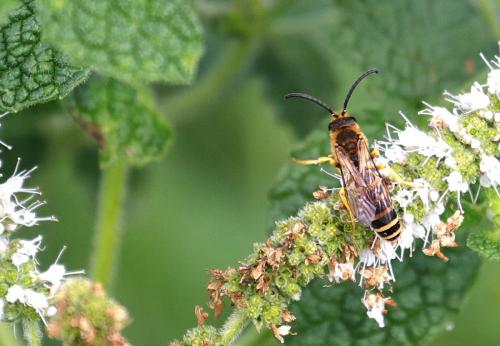 Réf. 239 419 : Halictus sp.