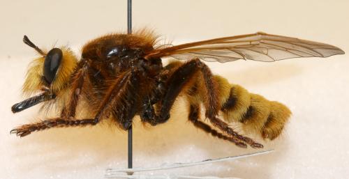 Réf. 239 115 : Laphria aurea