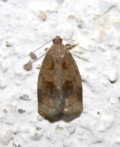 Réf. 239 242 : Archips rosana