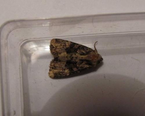 Mesapamea sp.