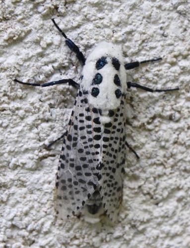 Réf. 239 004 : Zeuzera pyrina