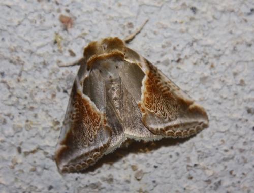 Réf. 239 952 : Habrosyne pyritoides
