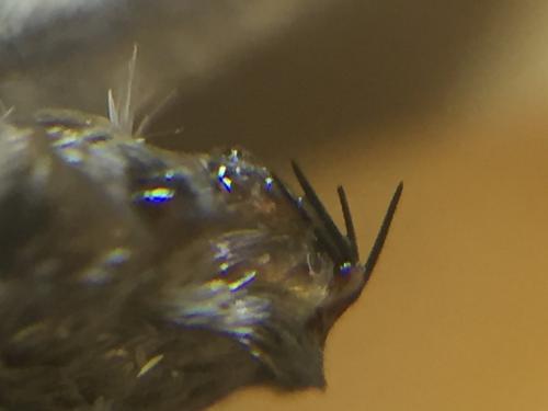 Hipparchia fagi