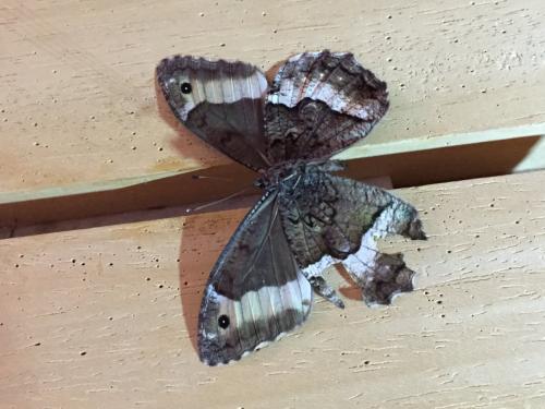 Hipparchia fagi