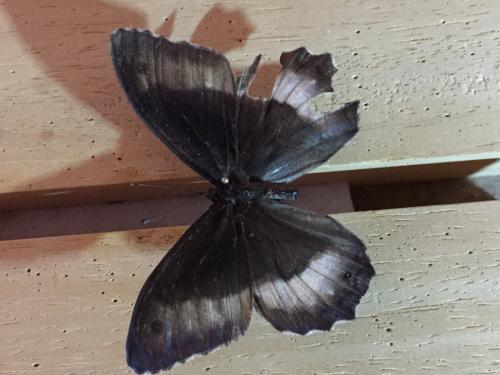Hipparchia fagi