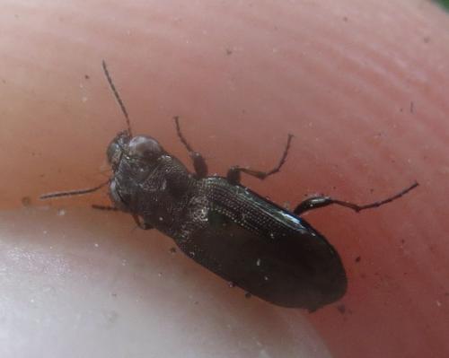 Réf. 239 590 : Notiophilus rufipes