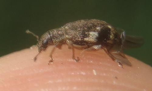 Réf. 239 592 : Polydrusus sparsus