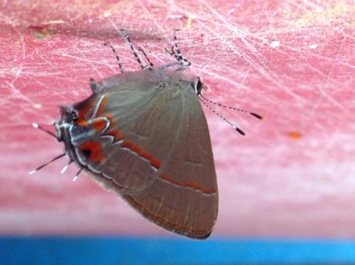 Réf. 239 759 : Calycopis isobeon