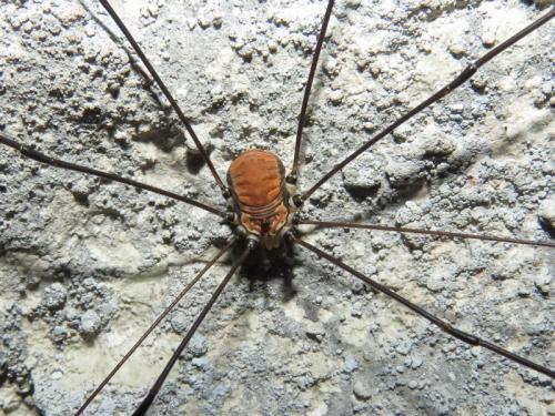 Réf. 239 236 : Leiobunum limbatum