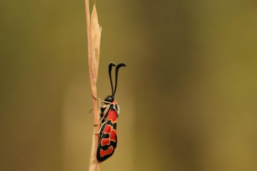 Zygaena fausta