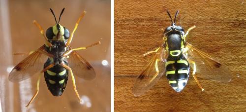 Réf. 239 026 : Chrysotoxum festivum