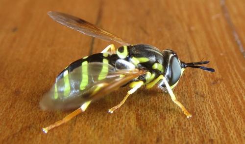 Réf. 239 027 : Chrysotoxum festivum
