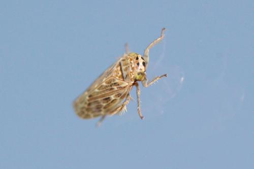 Réf. 239 416 : Euscelidius variegatus