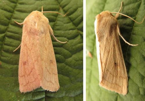 Mythimna vitellina