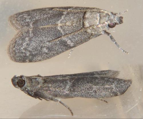 Apomyelois ceratoniae