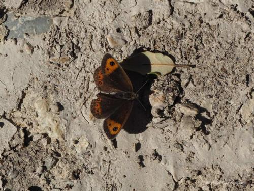 Erebia neoridas
