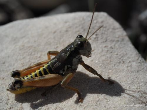 Réf. 239 559 : Podisma amedegnatoae