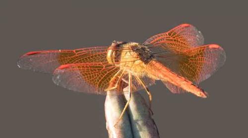 Réf. 239 953 : Brachythemis contaminata