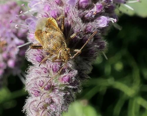Stictopleurus sp.