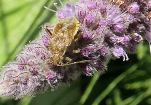 Stictopleurus sp.