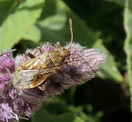 Réf. 239 682 : Stictopleurus sp.