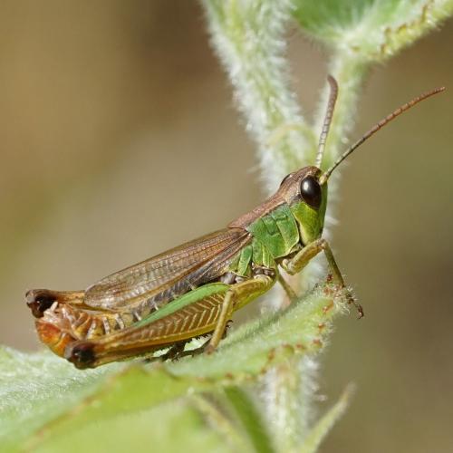 Réf. 239 256 : Pseudochorthippus parallelus parallelus
