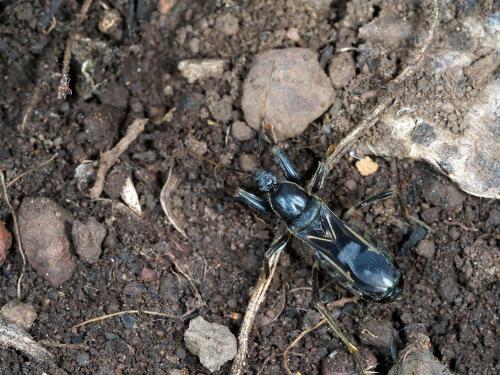 Réf. 239 506 : Lamotteus ornatus