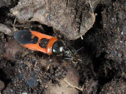 Réf. 239 507 : Fusius rubricosus