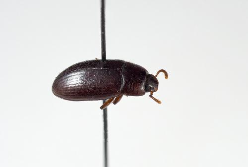 Réf. 239 335 : Alphitobius diaperinus