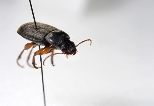 Pseudoophonus rufipes