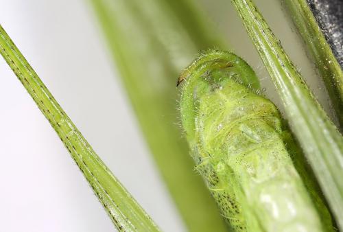 Phaneroptera nana