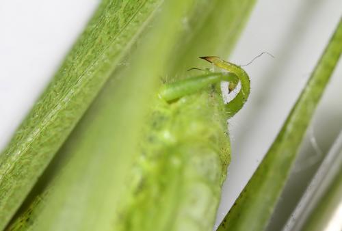 Phaneroptera nana