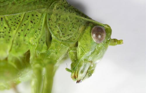Phaneroptera nana