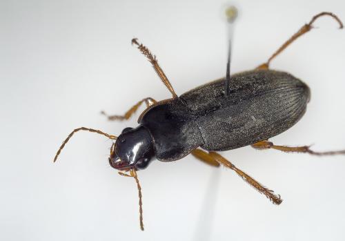 Pseudoophonus rufipes