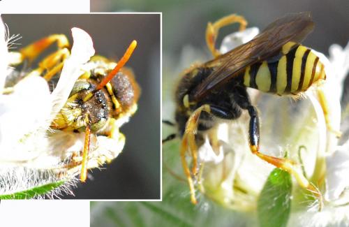 Nomada nobilis
