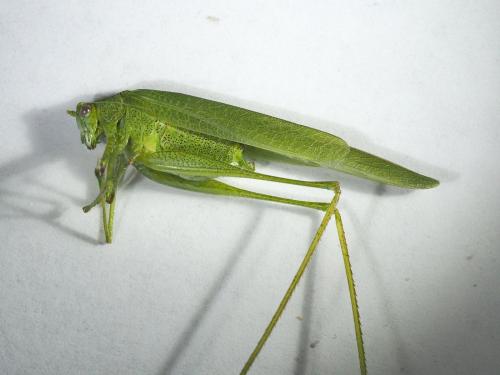 Phaneroptera nana