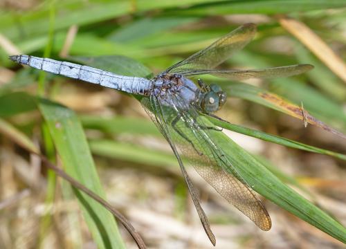 Orthetrum coerulescens