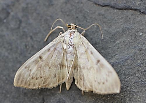 Réf. 239 786 : Pleuroptya ruralis