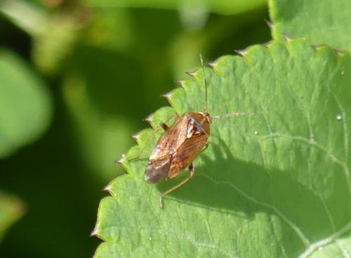 Lygus sp.